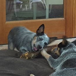 Australian Cattle Dog Puppies from Three Oaks Australian Cattledogs