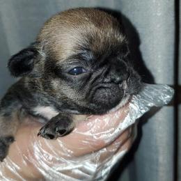 Reptar - Fawn and white male French Bulldog puppy in Wasco, California from Havaneses de Santillan