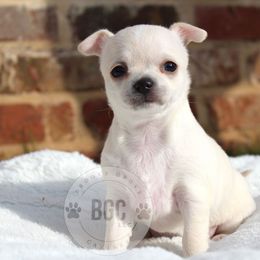 Sally - Cream female Chihuahua puppy in Forsyth, Georgia from Brooks Grove Canines LLC