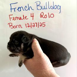 Rolo - Black and tan female French Bulldog puppy in Zionsville, Indiana from Midwest Bulldogs