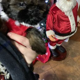 Shih Tzu Puppies from Socal Mother Of Shih Tzus