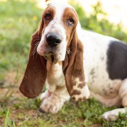 Penelope - Basset Hound
