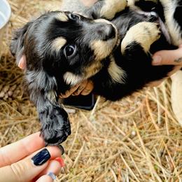 Dachshund Puppies from Treasure Dachshunds