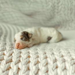 Plot Twist - Blue merle male Aussiedoodle puppy in Inman, South Carolina from Dark Corner Doodles