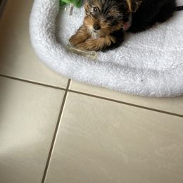 Assorted Doodle Crosses, Double Doodle, Maltipoo, Morkie, and Yorkipoo Puppies from Danza Bolo