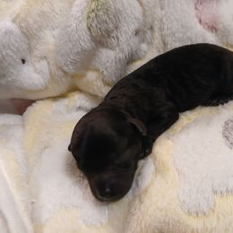 Girl 1 - Black female Poodle puppy in North Carolina from Faithful Hearts Kennel