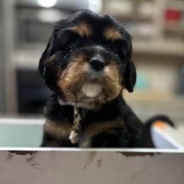 Nova - Black and tan female Cavalier King Charles Spaniel puppy in Oroville, California from Happy Tails Kennel