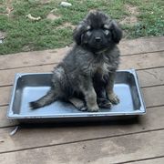 Sarplaninac Puppies from Sarplaninac in the USA
