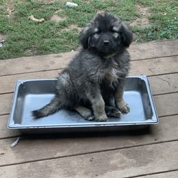 Sarplaninac Puppies from Sarplaninac in the USA