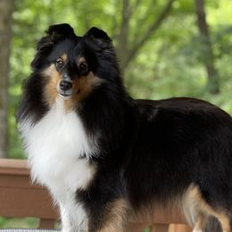 Naya - Shetland Sheepdog
