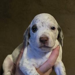 Holly - Chestnut female Braque du Bourbonnais puppy in Deer Lodge, Tennessee from Steady Wind Braque du Bourbonnais Pointers