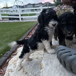 Artemis - Black and white female Bernedoodle puppy in Castle Rock, Colorado from South Denver Bernedoodles