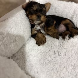 Biewer Terrier, Cavapoo, Cockapoo, Goldendoodle, Poodle, and Yorkshire Terrier Puppies from Pucci Pawfect