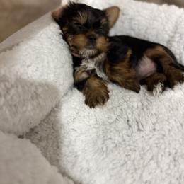 Biewer Terrier, Cavapoo, Cockapoo, Goldendoodle, Poodle, and Yorkshire Terrier Puppies from Pucci Pawfect