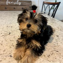 Velvet - Black and gold female Yorkshire Terrier puppy in Yuma, Arizona from Yuma Yorkie