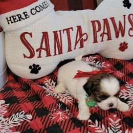 Girl 2 - Tricolor female Shih Tzu puppy in Wooster, Ohio from Mending Hearts Shih Tzu's
