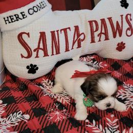 Girl 2 - Tricolor female Shih Tzu puppy in Wooster, Ohio from Mending Hearts Shih Tzu's