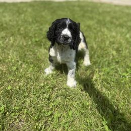 Draco - White and black male English Springer Spaniel puppy in Lake Tomahawk, Ohio from StoneyBrook Setters