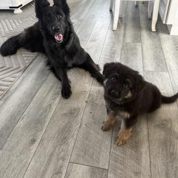 German Shepherd Puppies from Karma Kennels