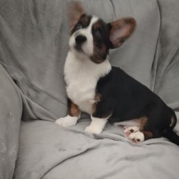 Boy 2 - Brindle and white male Cardigan Welsh Corgi puppy in Las Vegas, Nevada from Victory Crown