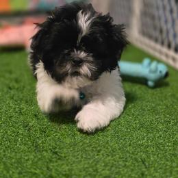 Boy Two - Black and white male Shih Tzu puppy in New Bern, North Carolina from Kuddly Creatures
