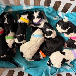 Violet - Black and white female Sheepadoodle puppy in Prairie Du Chien, Wisconsin from Hicklin Hollow Ranch