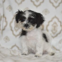 Cheer - Black and white female Shichon puppy in Delta, Colorado from PTK Ranch
