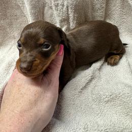 Molly - Chocolate and tan female Dachshund puppy in Roanoke, Alabama from Windsor’s Miniature Dachshunds