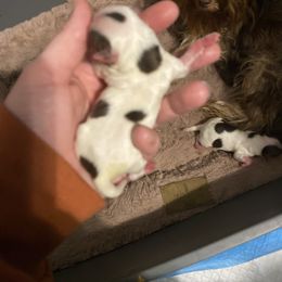 Boy 3 - Parti male Yorkshire Terrier puppy in Yukon, Oklahoma from Tiffs Yorkie babies