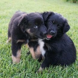 Australian Shepherd Puppies from Crown C Aussies