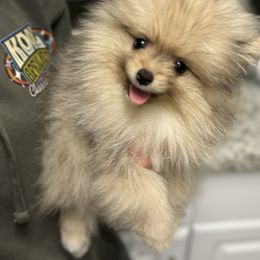 Pomeranian Puppies from JD Poms