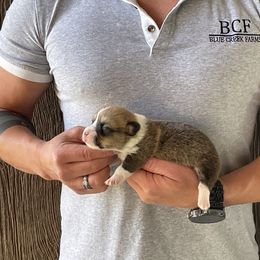 Winnie - Male 3 - Fawn male Pembroke Welsh Corgi puppy in Jefferson, South Carolina from Blue Creek Farms