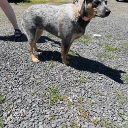 Australian Cattle Dog puppies from Willamette Valley Heelers