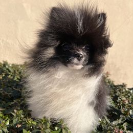 Pomeranians from Pure hearts