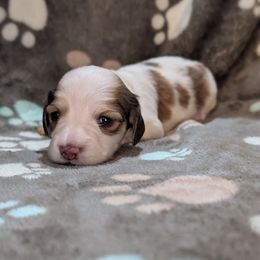 Yellow Girl - Piebald female Dachshund puppy in Cypress, California from Ferrario Dachshunds