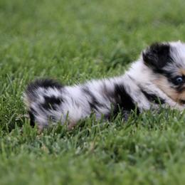 Australian Shepherd, Miniature American Shepherd, Miniature Australian Shepherd, and Toy Australian Shepherd Puppies from Painted Blue Aussies