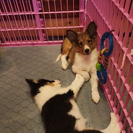 Shetland Sheepdog Puppies from DK'S Sassy River Shelties