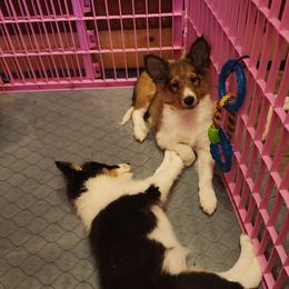 Shetland Sheepdog Puppies from DK'S Sassy River Shelties