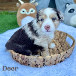 "Raya" Australian Shepherd and Miniature Australian Shepherd Puppies from Integrity Aussies Tx