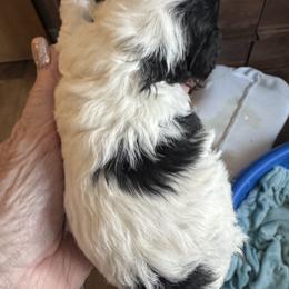 Black and white - Parti female Poodle puppy in Canterbury, Connecticut from Diamonds in the Sky