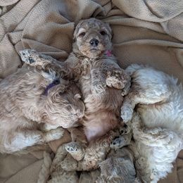 Australian Labradoodle Puppies from Just Doodling Around