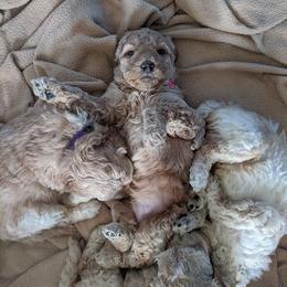 Australian Labradoodle Puppies from Just Doodling Around