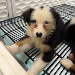 Moscato - Black tri-color female Australian Shepherd puppy in Anniston, Alabama from All Hale Aussies