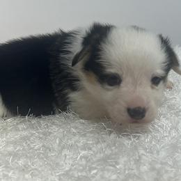 Indy - Black and tan female Pembroke Welsh Corgi puppy in Hillsville, Virginia from Bonderosa Kennels