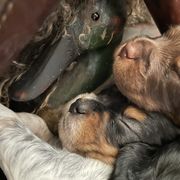 French Brittany puppies from Calibretons Kennels