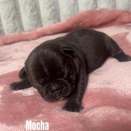 Mocha - Black and white male French Bulldog puppy in Galt, California from The three little frenchies