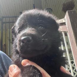 Tan Collar (Black) - Black and tan female German Shepherd puppy in Kansas, Ottawa, Kansas from Import German Shepherds of Kansas