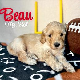 Beau - Cream male Australian Labradoodle puppy in Richmond, Kentucky from Happy Time Doodles