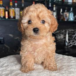 Bo - Apricot male Cavapoo puppy in South Jordan, Utah from Wasatch Pup