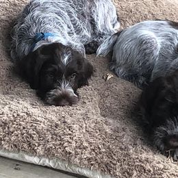 Wirehaired Pointing Griffons from Lost Creek Griffons